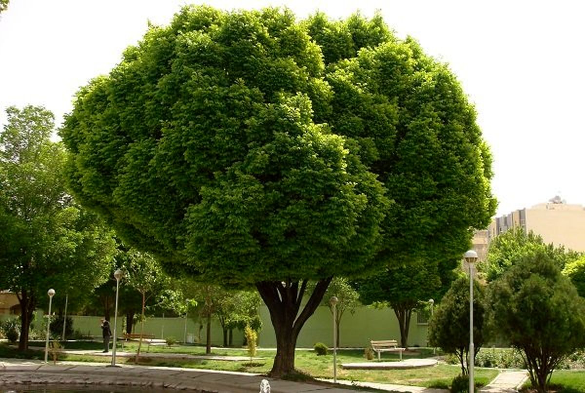 بیانسه بیوتیفول لایر